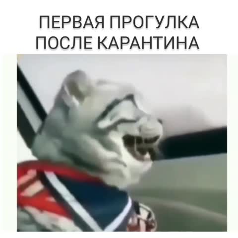 video-367b5055593fc0866ab3e77aeaf498c2-V