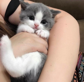 nicestkitties___B_5-4VTqP2-___