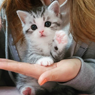 nicestkitties___B_v-fKrEt___