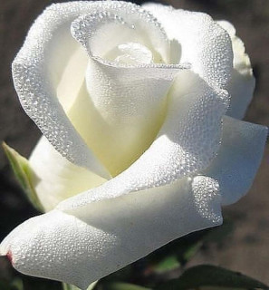 image_2_