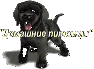 Foiz__bloggif_5eb81d3450c13