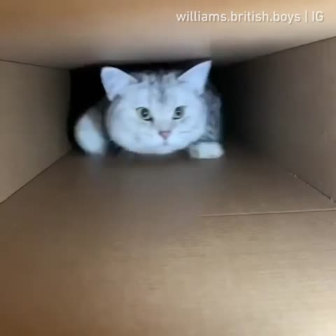 catvdos___CAIfjVxJ9AD___