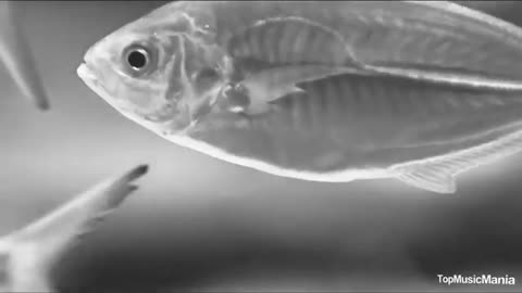 НУРЛАН ШУЛАКОВ [GERMANY] ft MARiNA - ОТ ТЕБЯ ДО МЕНЯ