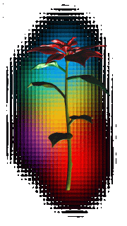 rainbow-fl_zgJ8lU3G0