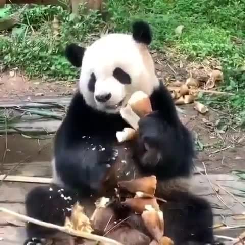 kind_animals___CAUxXwHFsMY___
