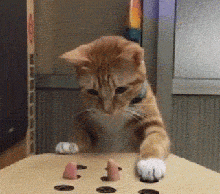 funny-cat-18
