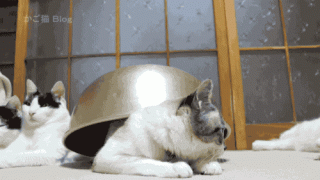 funny-cat-20