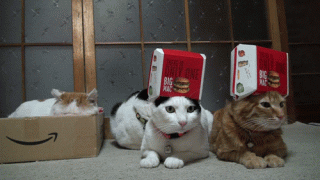 funny-cat-122