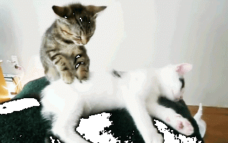 funny-cat-93