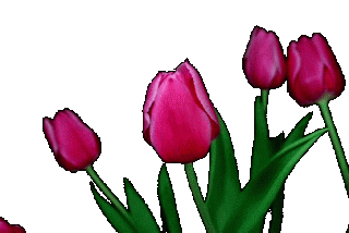 tulip-73