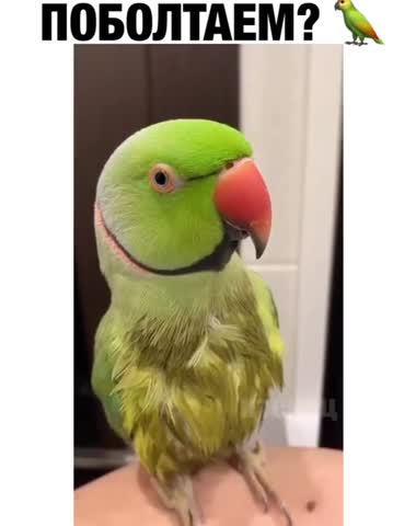поболтаем