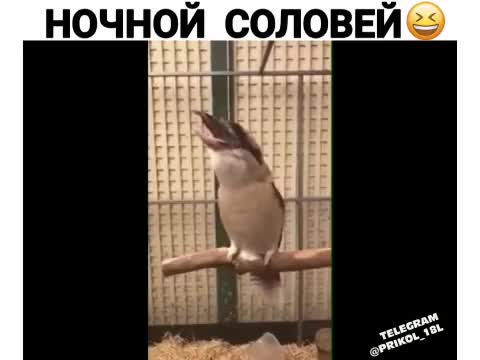 ночной_соловей