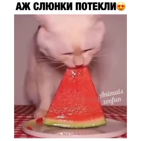 animals_zoofun___CA0V3T4A5bJ___