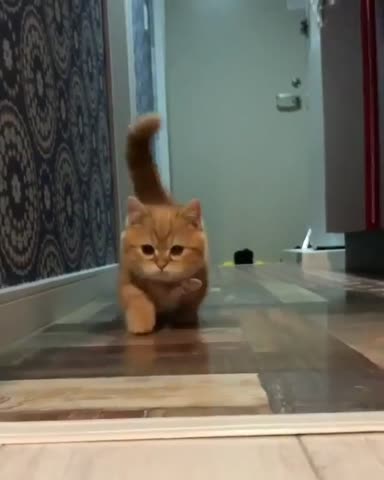meowflow___CA0P8QGlEGE___