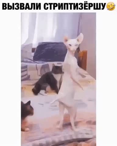 Стриптизерша