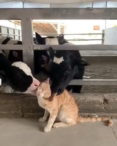 всеобщая_любовь