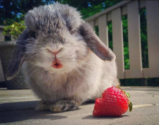 bunniesthatlunch___CA0QHuXnoqn___