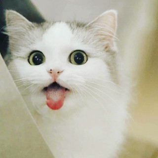 nicestkitties___CA0InbtqDH5___