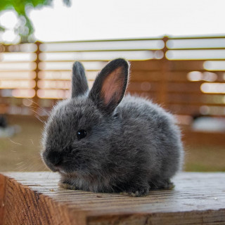 twenty_one_rabbits___CA0mnSzFtQk___