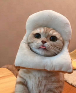 kind_cats___CA0CF8Sq2PQ___