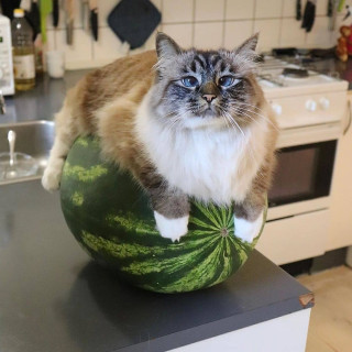 happycatshow_1___CAuSzfOJzPK___
