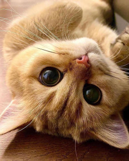 meowflow_3___CA7t0OmlSQC___