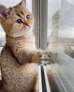 meowflow_5___CA7t0OmlSQC___