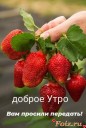 утро_доброе