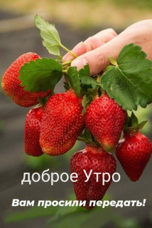 утро_доброе