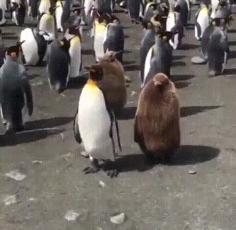 Вышли в свет