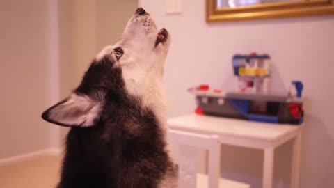 Хаски_очень_красиво_поет_1080P_HD