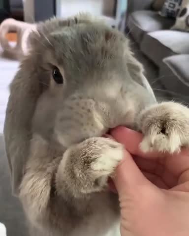 lnstagramanimals___CBSV0yDnUB-___
