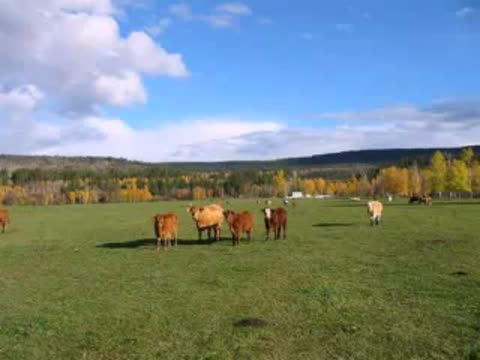 __Gppa_Dilizhans_Serega_gziu30gPKyQ