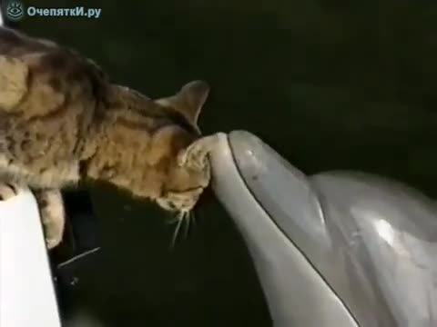 Кошка_и_дельфины