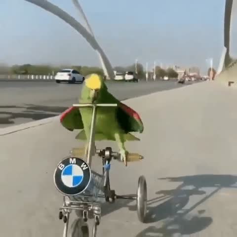 Я буду долго гнать велосипед