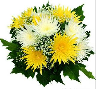 Хризантемы