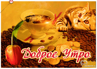 Доброе утро цветок кофе кот