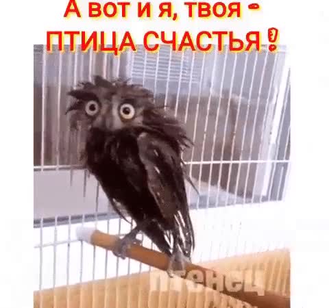 Птица счастья