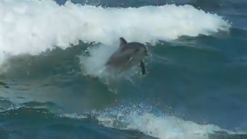 две_красивые