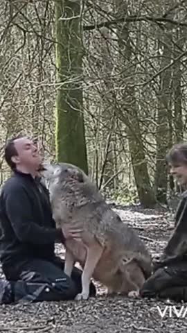 волчья_любовь