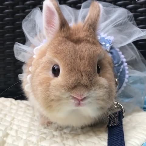 komugi_nstagram_4___CBs9SEQFVhz___