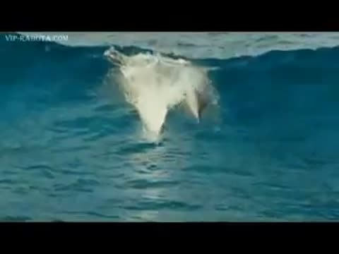 Wikarnyj_relaks_Delfiny__wikarnaja_muzyka_low-_im