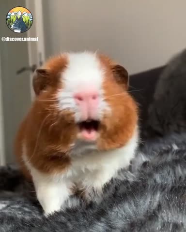lovinganimals_dg___CBvTyswq03l___