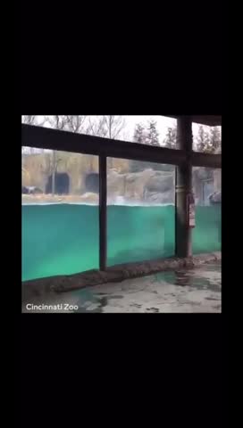 в_душе_дельфин