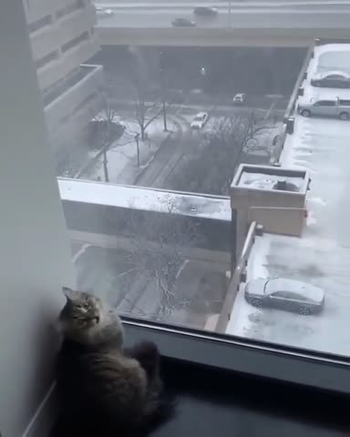 catpistolss___CByJrFdBRrH___