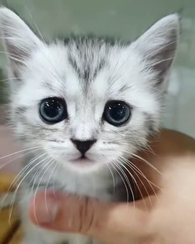 daily_catz___CB0vmiWp_LC___