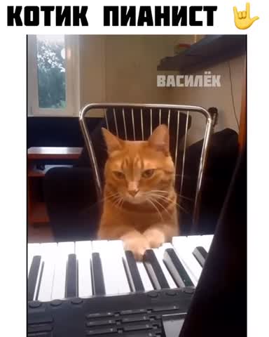kot_vasilec___CB2PwIdINvR___