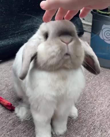 hoppyhunnybuns_3___CB6DKLcFfcY___