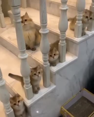 zoo_pozitiv___CB5_uHoqeXW___