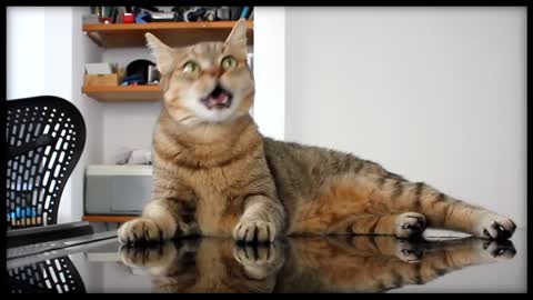 Taylor_Swift_-_Blank_Space_-_Cats_Cover